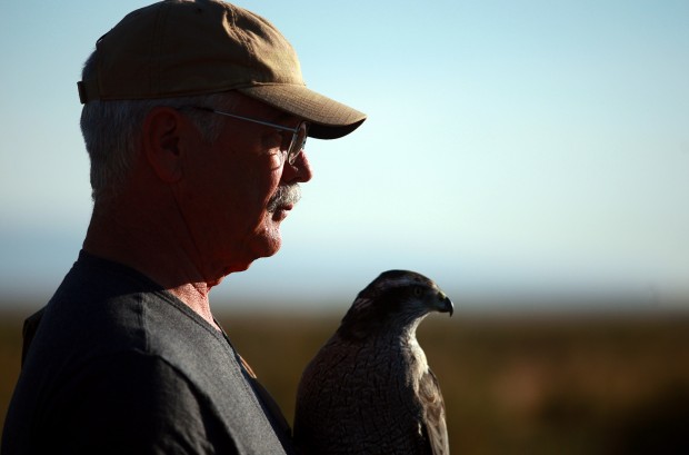 Falconry